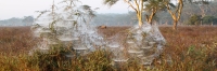 FoggyMorning_SpiderWebs_2057