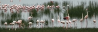 GreaterFlamingos_5767