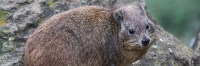 Hyrax_2144