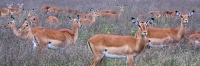Impala_02116