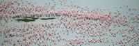 Lake&Flamingos_5783