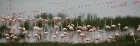 Lake_GreaterFlamingos_2126