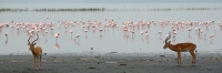 Lake_Impala&Flamingos_2145