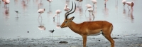 Lake_Impala&Flamingos_2149