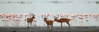 Lake_Impala&Flamingos_5787