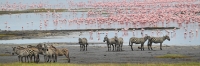 Lake_Zebras&Flamingos_5768