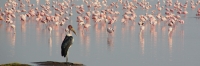 LesserFlamingos_2073