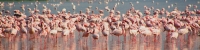 LesserFlamingos_2079_4x1