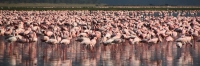 LesserFlamingos_2081