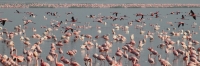 LesserFlamingos_5646