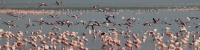 LesserFlamingos_5647_4x1