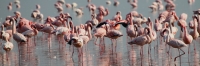 LesserFlamingos_5681