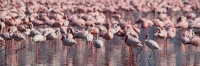 LesserFlamingos_5688