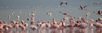 LesserFlamingos_5693