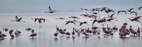 LesserFlamingos_5705