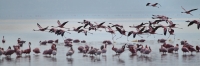 LesserFlamingos_5706