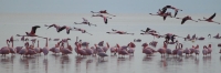 LesserFlamingos_5707