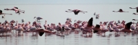 LesserFlamingos_5708
