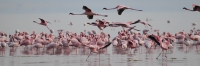 LesserFlamingos_5711