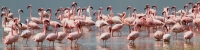 LesserFlamingos_5817_4x1