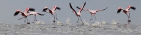 LesserFlamingos_5818_4x1