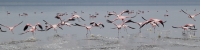 LesserFlamingos_5821_4x1
