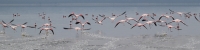 LesserFlamingos_5822_4x1