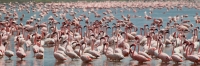 LesserFlamingos_5827