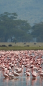 LesserFlamingos_5828_v