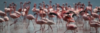 LesserFlamingos_5843