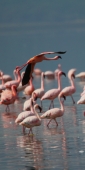 LesserFlamingos_5844_v