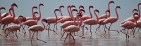 LesserFlamingos_5845