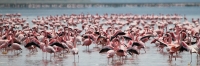 LesserFlamingos_5856