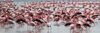 LesserFlamingos_5856_