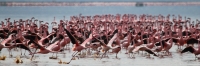LesserFlamingos_5864