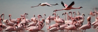 LesserFlamingos_5867
