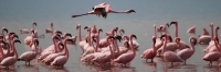 LesserFlamingos_5868