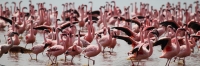 LesserFlamingos_5872