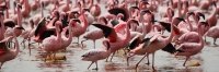 LesserFlamingos_5875