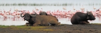 LesserFlamingos_5899