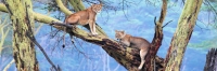 LionsInTree_5748