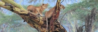 LionsInTree_5757