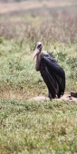 MarabouStork_5737_v