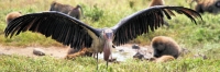 MarabouStork_5743