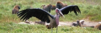 MarabouStork_5745