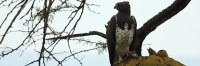 MarchallEagleEatingBird_5771