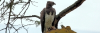 MarchallEagleEatingBird_5772