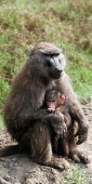 OliveBaboons_2102_v