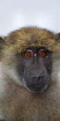 OliveBaboons_2137_v