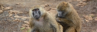 OliveBaboons_2138